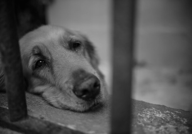 В Одесской области еще один живодер повесил собаку. 