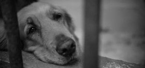 На Одещині ще один живодер повісив собаку