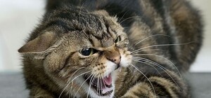 В Запорожье зафиксировано три случая заболевания животных бешенством