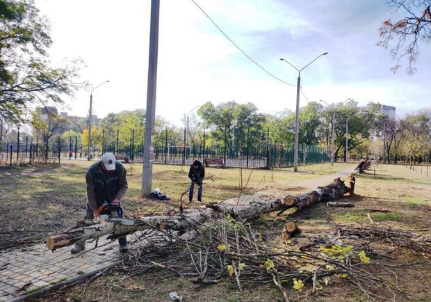 Ветер в Одессе повалил 71 дерево в Одессе. 