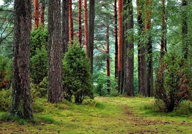 В Одесской и Николаевской областях высадят более 5,5 тысяч гектаров лесов. 