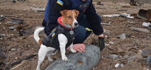 На місці знесеного пам'ятника Пушкіну кияни пропонують встановити скульптуру... собаці