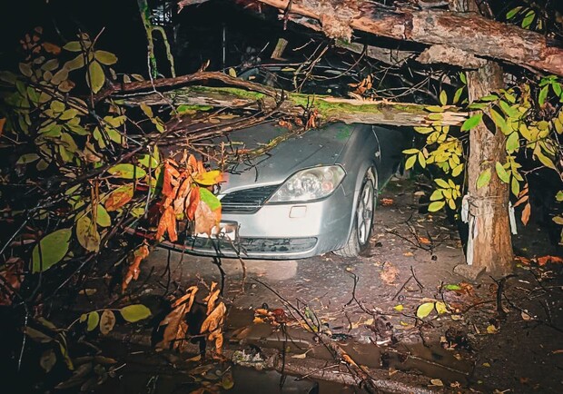 Более 50 упавших деревьев: к каким последствиям привела непогода в Одессе. 