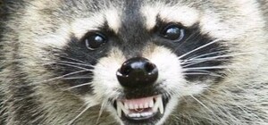 В Днепропетровской области на мужчину напал енот