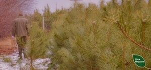 В Днепропетровской области будут штрафовать за вырубку елок