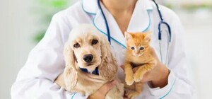 З 5 по 7 грудня у ЛКП «Лев» знову вакцинуватимуть котів і собак від сказу