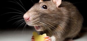 У Запоріжжі за місяць виявили три випадки захворювання єрсиніозом