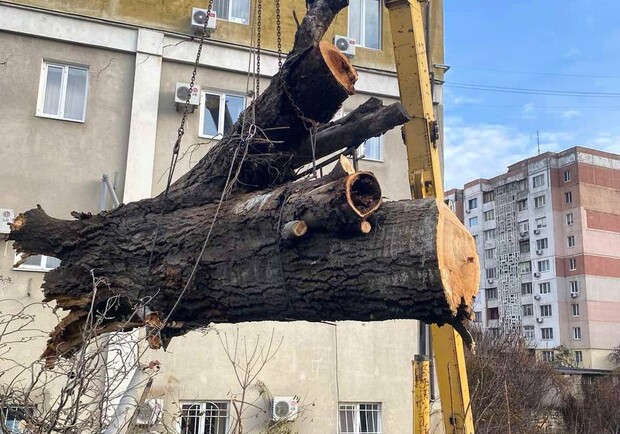 Негода в Одесі 26 грудня: дерева і гілки, що впали, досі залишаються на вулицях. 
