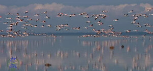 В Одесской области стая фламинго выдержали два сильных урагана, но улетела