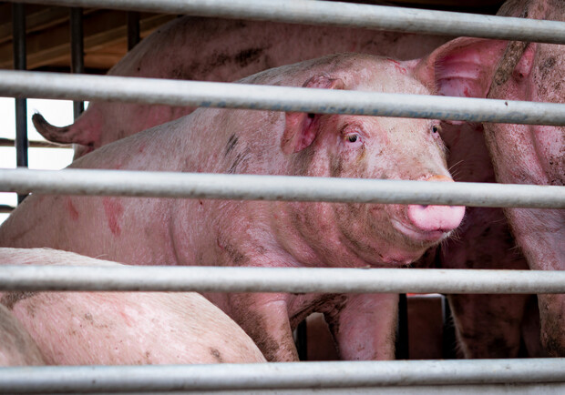 На Одещині виявили африканську чуму свиней. 