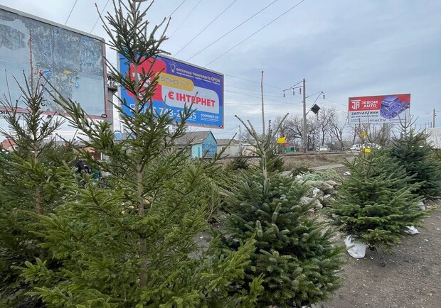 В Одессе обнаружили нарушения сбыта елок: деревья продавали без бирок. 