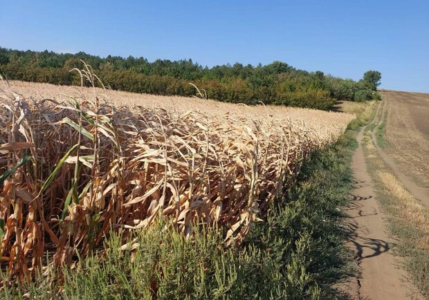 Фермерское хозяйство в Одесской области завладело семью гектарами государственной земли. 