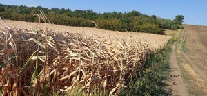 Фермерское хозяйство в Одесской области завладело семью гектарами государственной земли