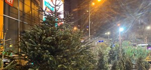 В Днепре активно продают елки: какая самая дорогая новогодняя красавица
