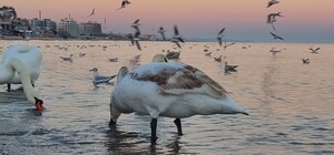 Когда ждать снег: какая погода ожидает одесситов в январе