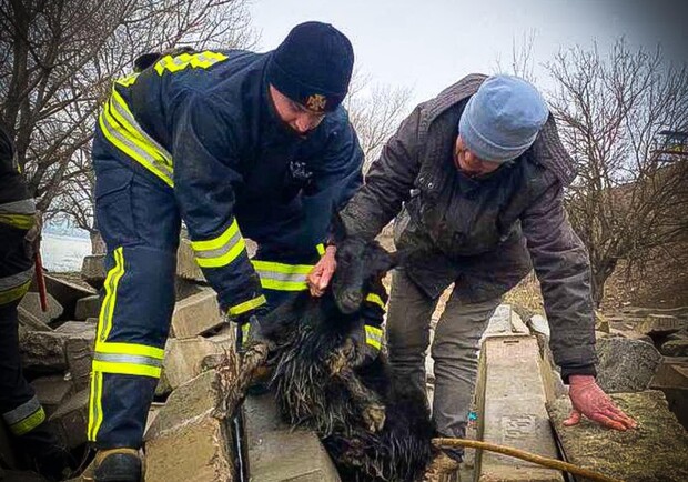 Застрягла під бетонними шпалами: на Одещині врятували козу. 