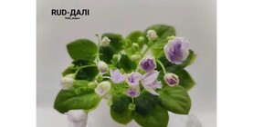 У Дніпрі виростили новий сорт фіалки та присвятили загиблому захиснику