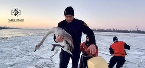 Знесилені знаходилися у кризі: у Дніпрі водолази ДСНС врятували лебедів