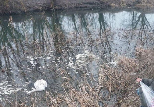 В Одесской области фиксируют загадочные случаи гибели лебедей. 
