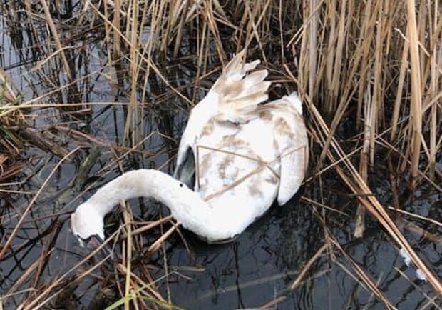 В Одесской области ввели карантинные ограничения из-за гибели лебедей. 