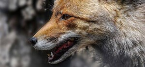 Дика лисиця напала на жінку і її дітей: коментар очільника обласної ради Миколи Лукашука