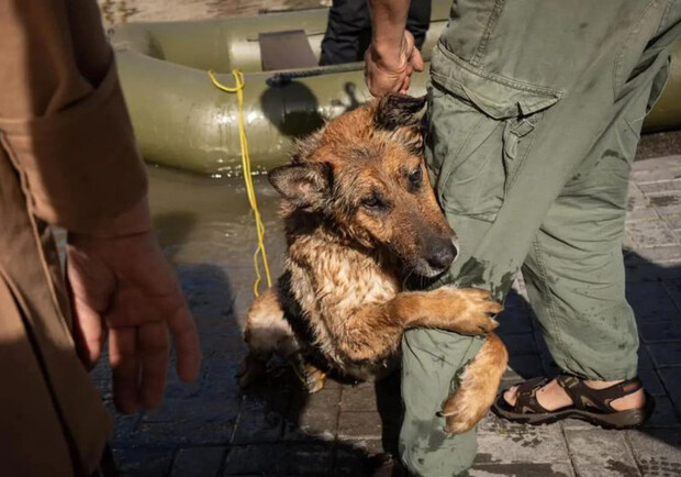 Собаке Багире, которую привезли в Одессу после теракта на Каховской ГЭС, нашли семью  - фото