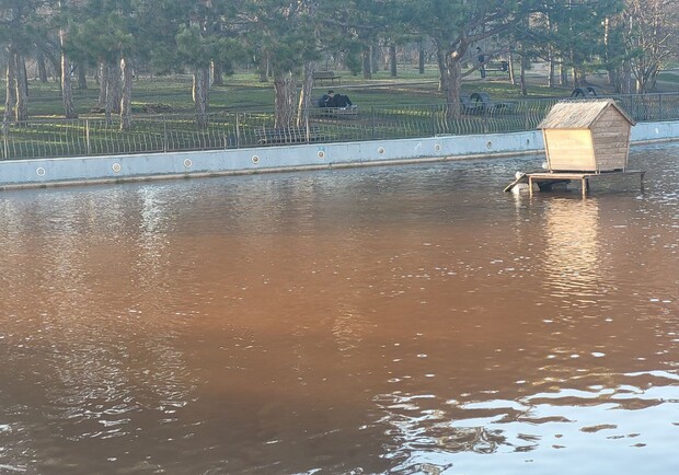 Пруд в парке Победы стал грязно-коричнего цвета. 