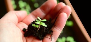 Посівний календар на березень 2024 року: що робити на городі та в саду першого весняного місяця 