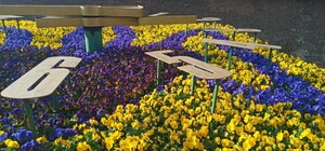 У Львові висадили перші квіти: 1408 віол заквітчали «квітковий годинник» 