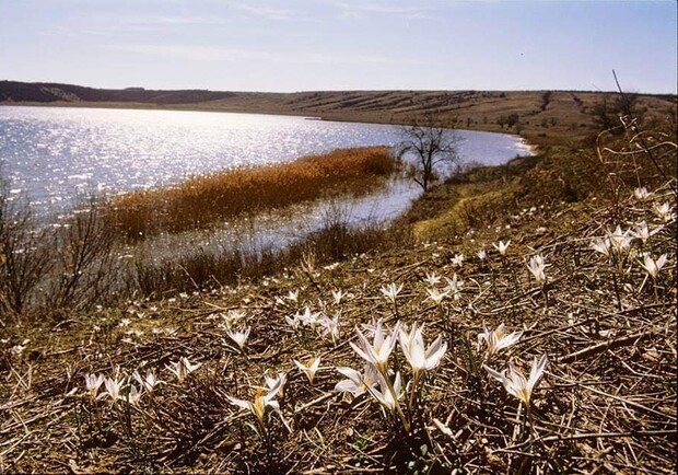 Где в Одесской области полюбоваться первоцветами. || Позднецвет анкарский. || Фото cо страницы "Региональный Ландшафтный Парк Тилигульский" в facebook 