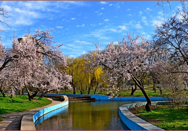 У парку Перемоги в Одесі квітнуть дерева. 