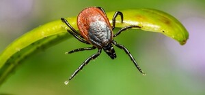 С наступлением весеннего тепла в Киеве начали активизироваться клещи: советы от укусов паразитов