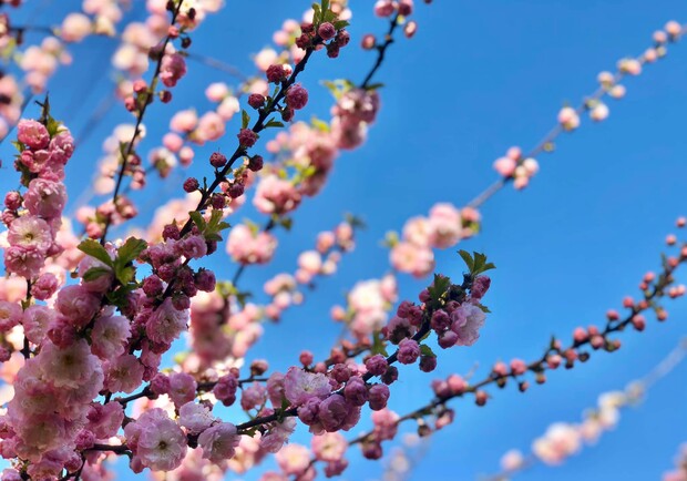 Весняна краса: де в Одесі помилуватись сакурами. 