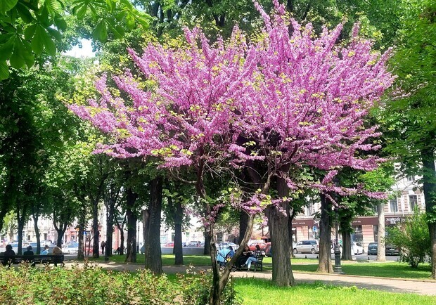 В Одесі цвіте Іудіне дерево. 
