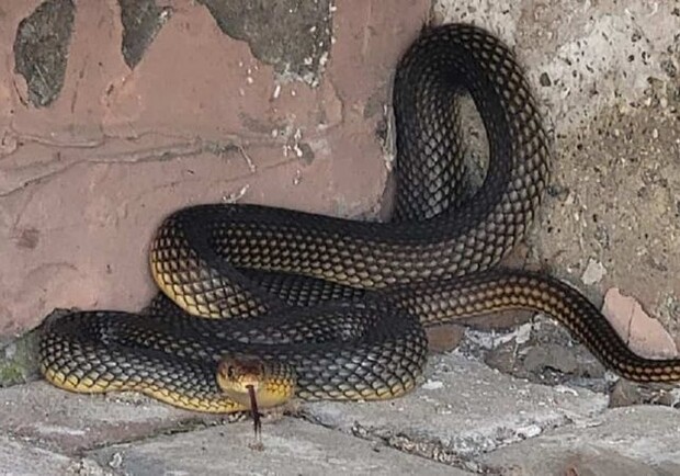 В Одесі змія покусала директора зоопарку. 