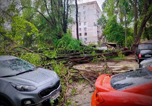Упали дерева та гілки, перекрито рух транспорту на одній вулиці: наслідки негоди в Одесі. 
