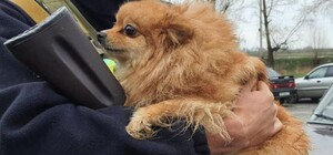 Харьковский приют для животных просит помочь эвакуированным питомцам