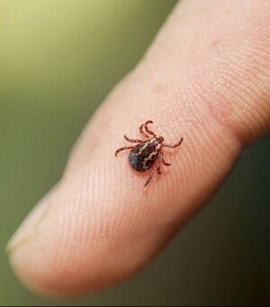 У Запоріжжі виявили чотири випадки хвороби Лайма: що робити, якщо вкусив кліщ