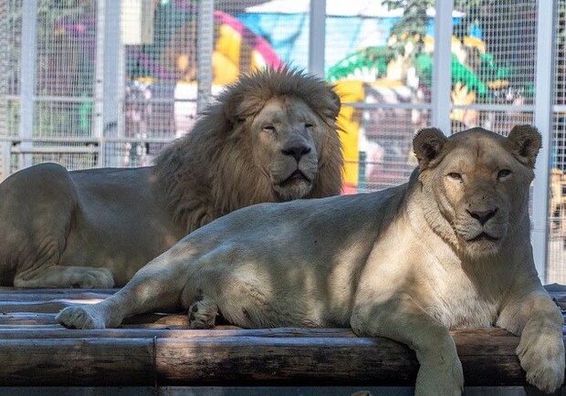 Львы в Одесском зоопарке. 