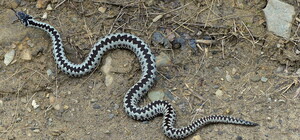 У Стрийському районі змія напала на дитину