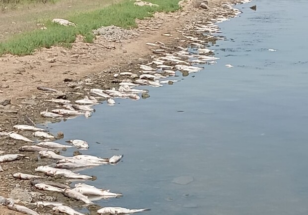 Жара: на Хаджибейском лимане снова заметили мор рыбы - фото