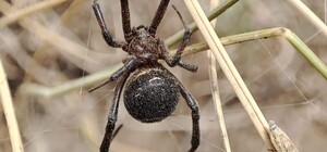 На Одещині активувалися отруйні павуки-каракурти