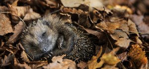 Какая погода будет в Днепре будет в первый месяц осени