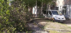 В Днепре из-за сильных порывов ветра падают деревья