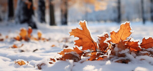 В эти выходные в Харькове может выпасть снег