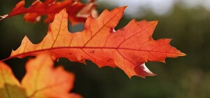 Яка погода буде у Харкові цими вихідними