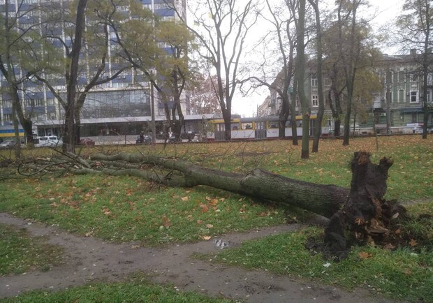 Дерево, що впало в Одесі внаслідок негоди. 