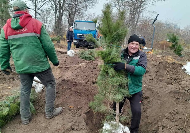 В парке "Юность" высадили сосны. 