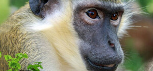 В Харькове выделили деньги на восстановление зоопарка