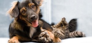 В Кривом Роге университет открыл двери для студентов с домашними питомцами